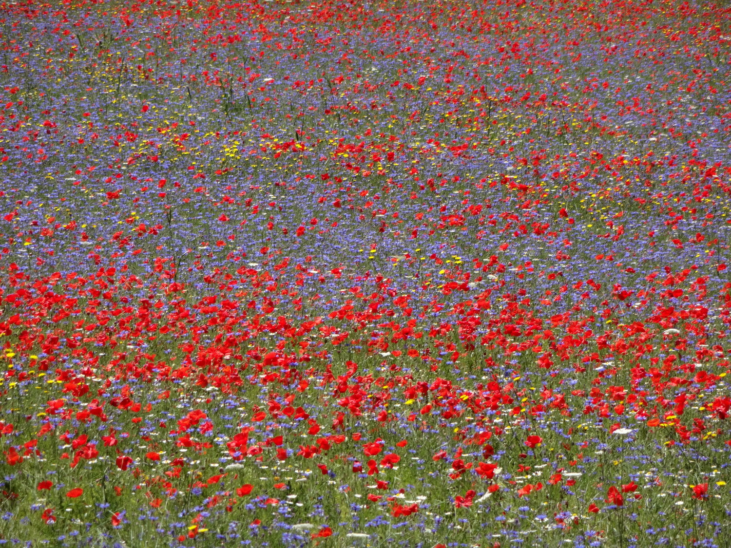 Linsenblüte im Juli
