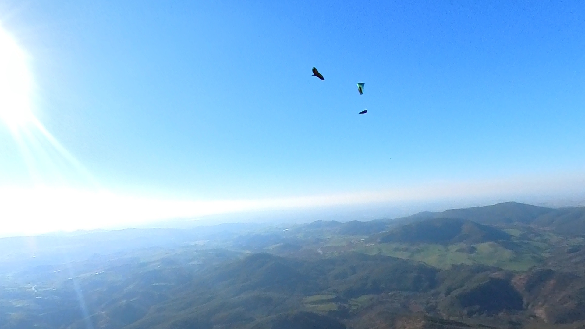 Fliegen mit den Bartgeiern!
